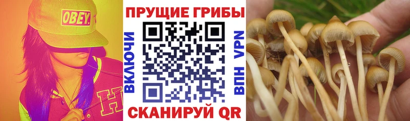 Галлюциногенные грибы Cubensis  Александровск-Сахалинский 